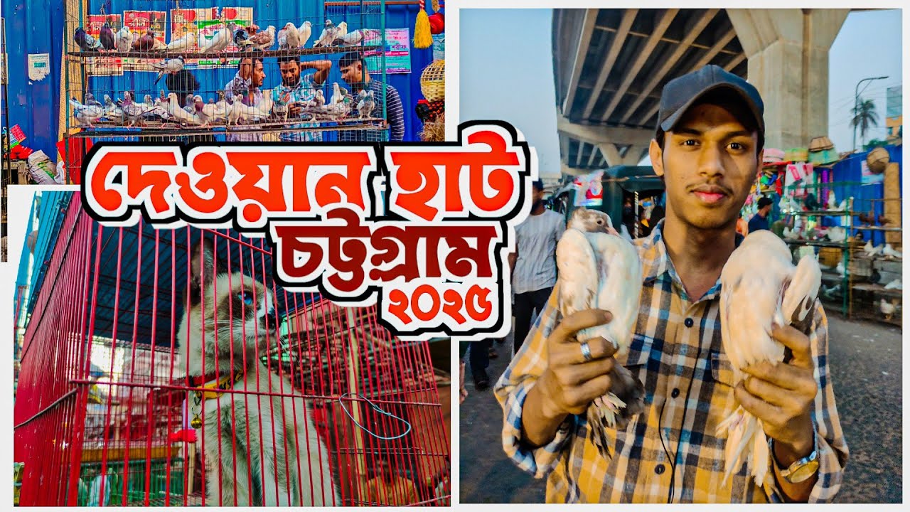 দেওয়ান হাট কবুতরের বাজার। দেওয়ানহাটের খুঁটিনাটি নিয়ে ভিডিও। #দেওয়ান_হাট #চট্টগ্রাম
