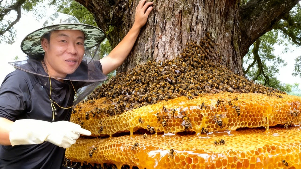 小成哥第一次遇蜜蜂大明巢，无防护现场取蜜，一口下去甜到流口水【蜂狂小成哥】