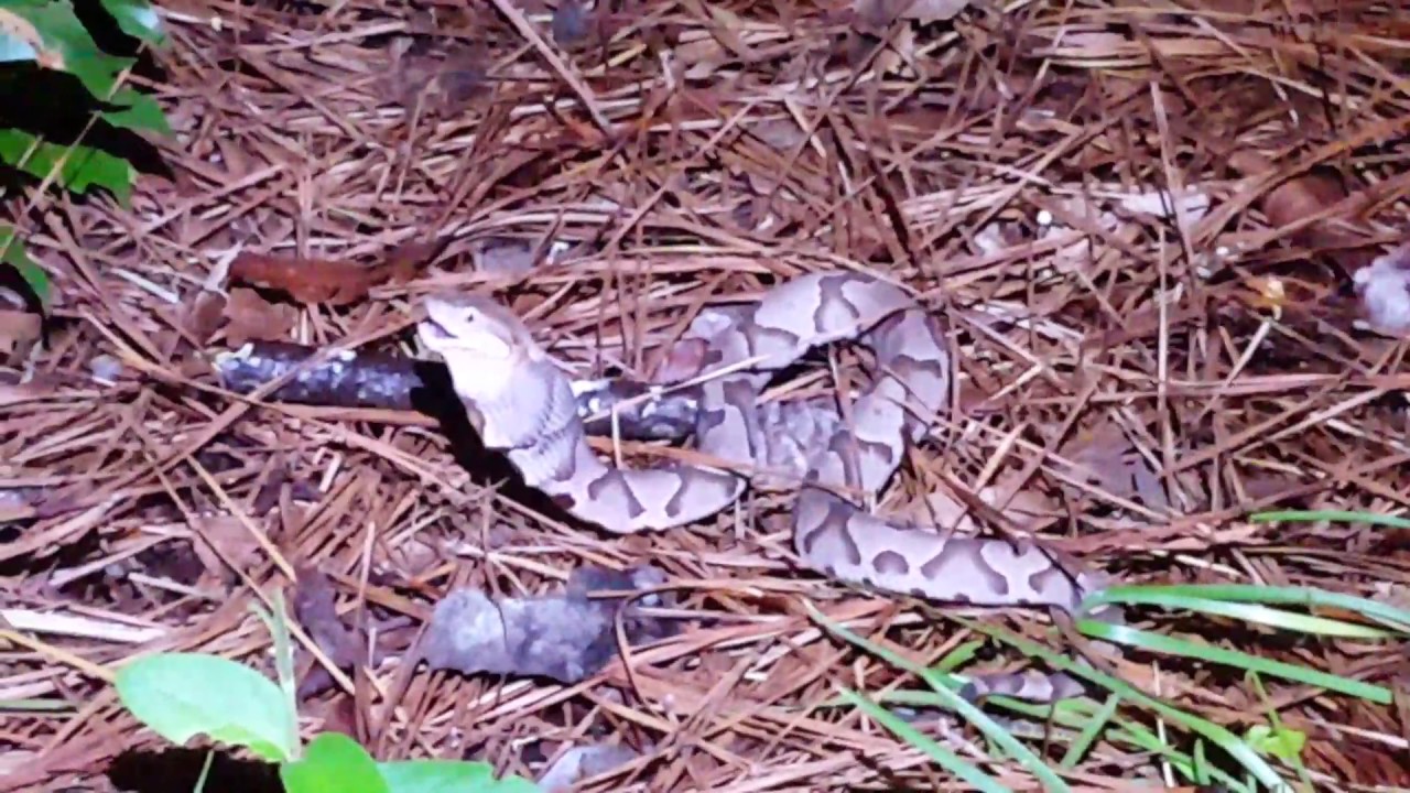 Copperhead consumes cicada.