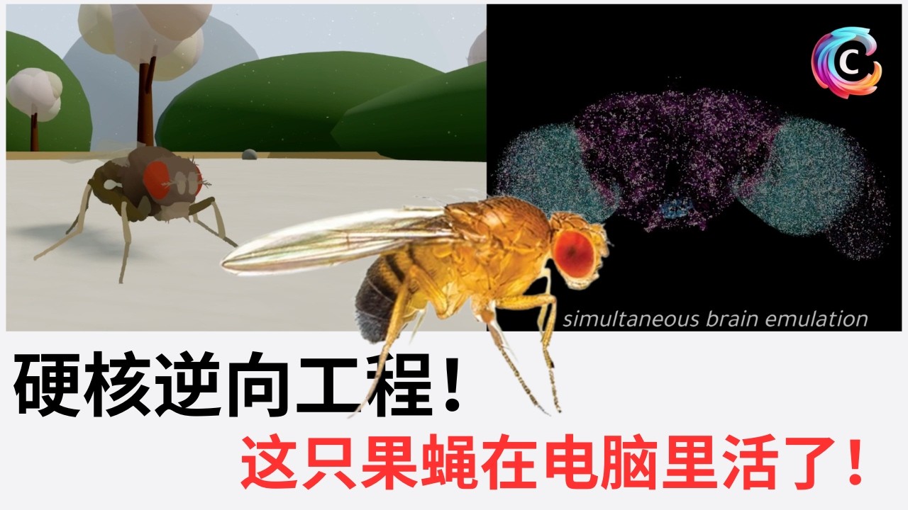 最新硬核科技：果蝇大脑复制进电脑，意识进入数字世界｜实现生物智能的一条途径｜全脑仿真｜Eon Systems