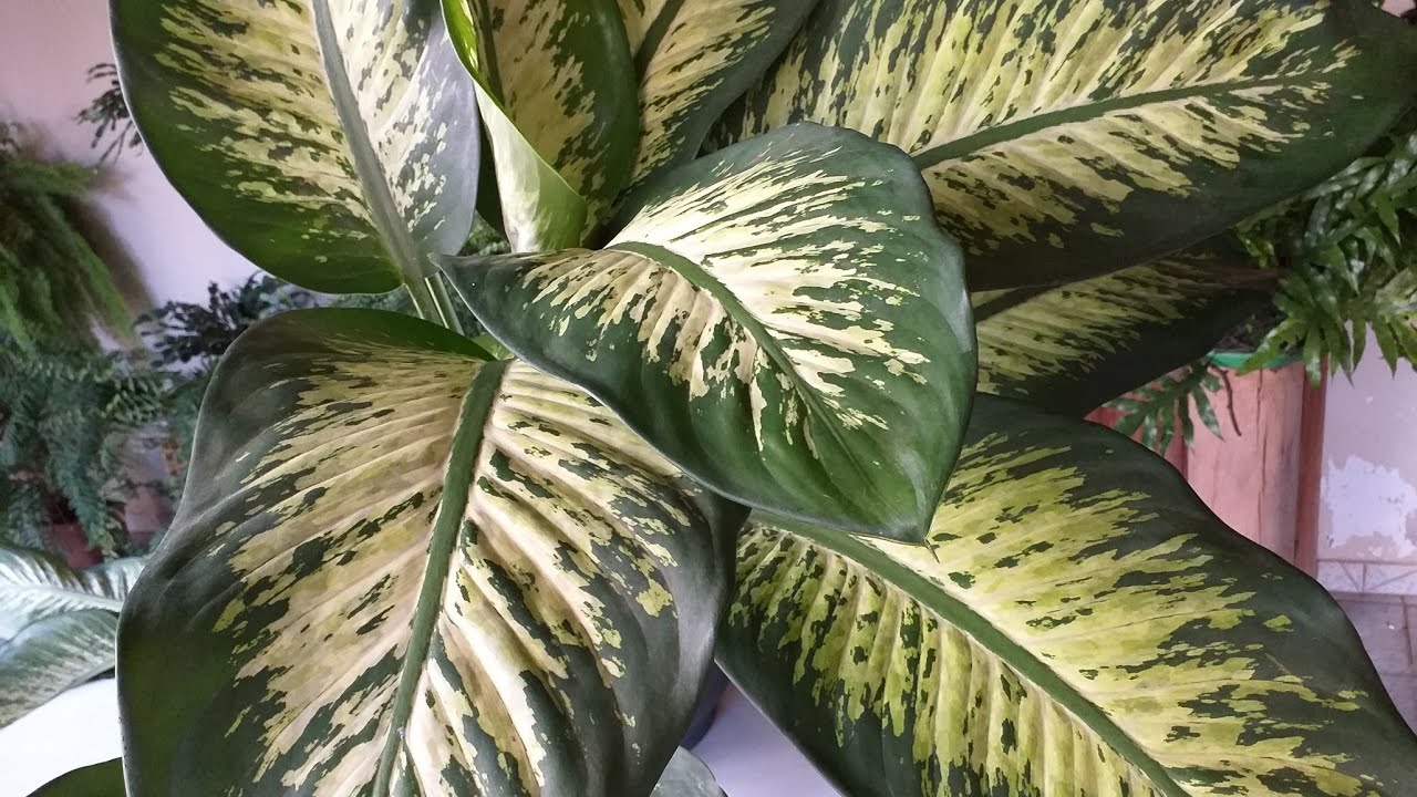 Comigo Ninguém Pode _Plantado doTronco Plantando  Novamente !!