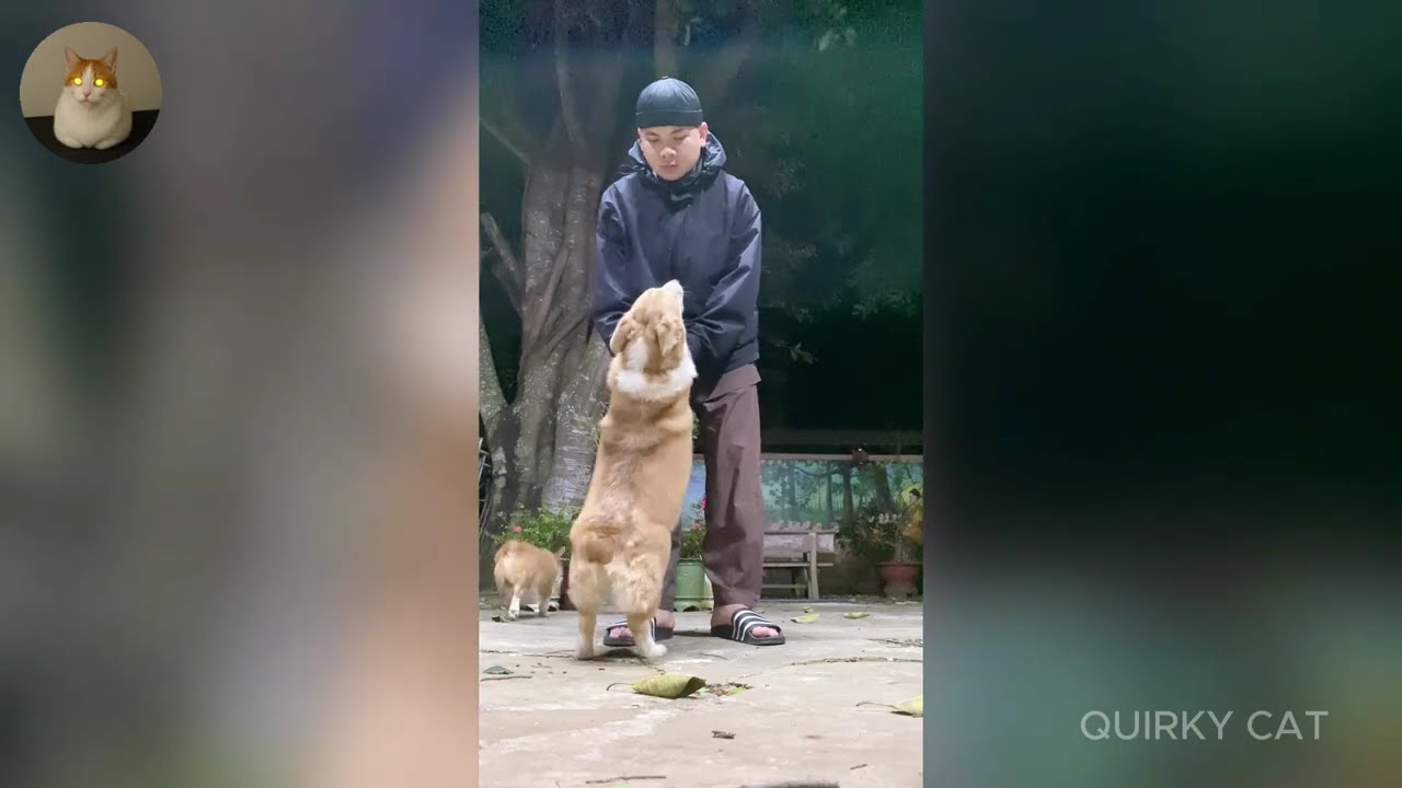Funny ANIMALS videos 😂 | Funniest Cats and Dogs 2025 🐶😼 Part 42