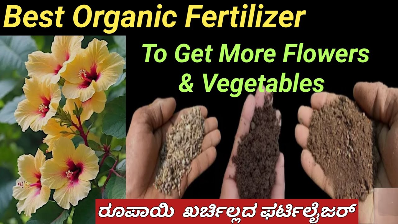 ರೂಪಾಯಿ ಖರ್ಚಿಲ್ಲ // ಬೆಸ್ಟ್ ಆರ್ಗಾನಿಕ್ NPK ಫರ್ಟಿಲೈಜರ್// ಗಿಡದ ತುಂಬಾ ಹೂವು ಕಾಯಿ ಬಿಡುತ್ತೆ