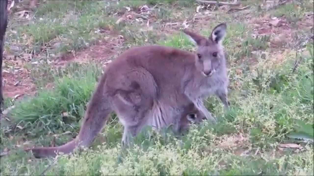 Wildlife in Canberra
