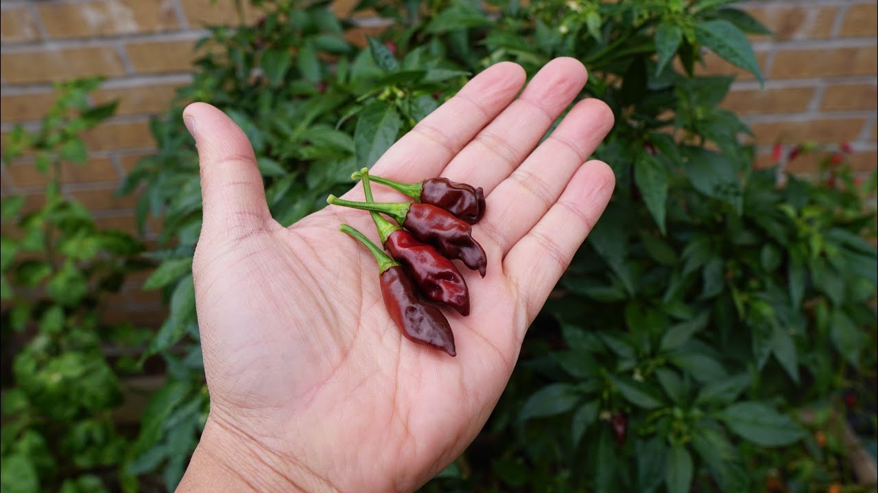 What's That Pepper Ep135 - KS Chocolate StarrScream