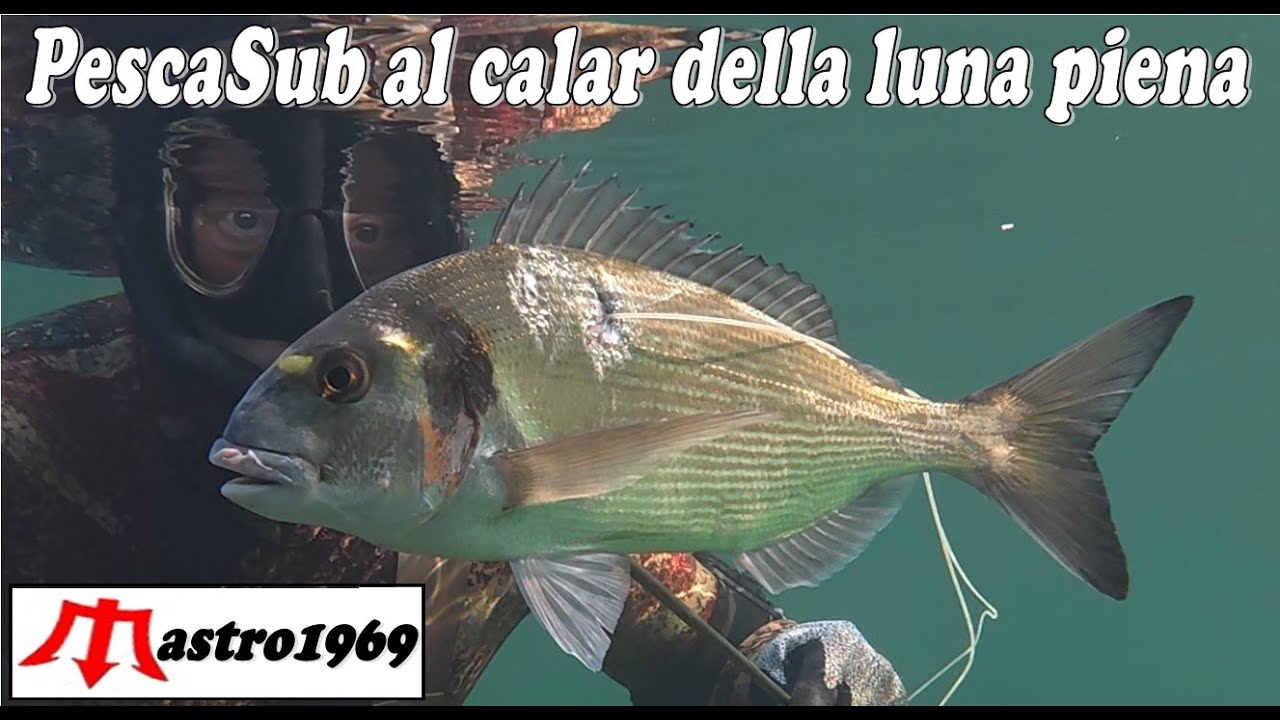 pescasub sottocosta al calar della luna piena orata sarago cefalo