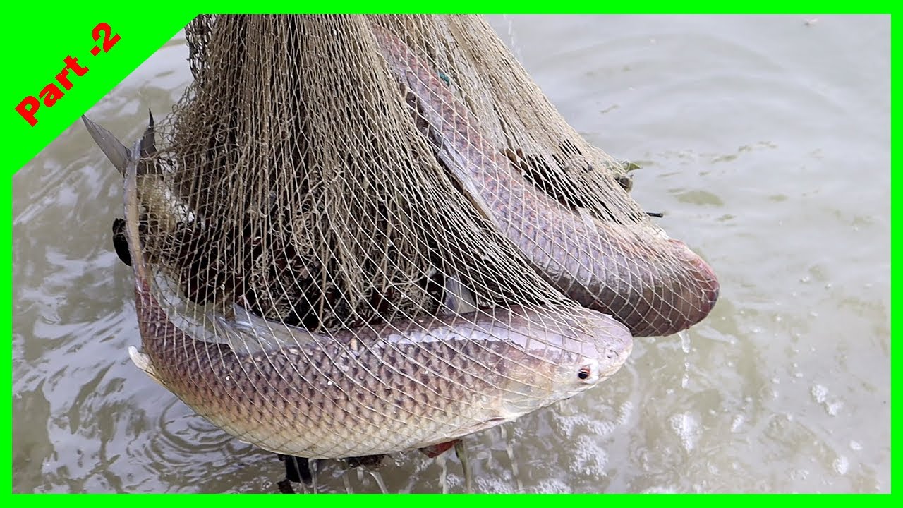 Most Satisfying Cast Net Fishing Video - Traditional Net Catch Fishing in The Pond