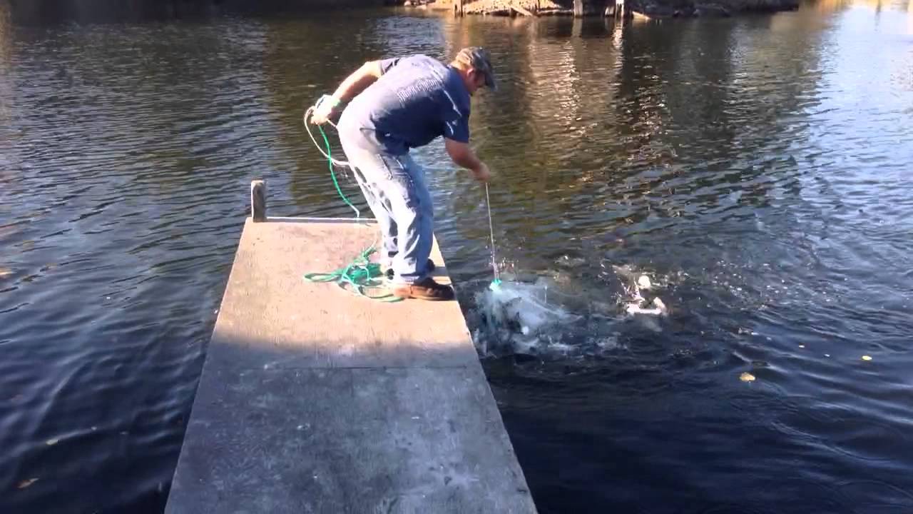 Menhaden cast netting