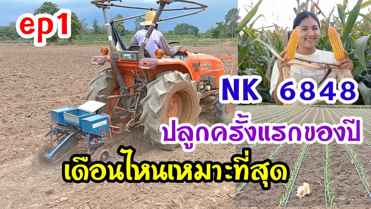 NK6848 ep 1 ปลูกเดือนไหนเหมาะที่สุด สายพันธุ์ที่หนอนไม่ชอบจริงหรือไม่?