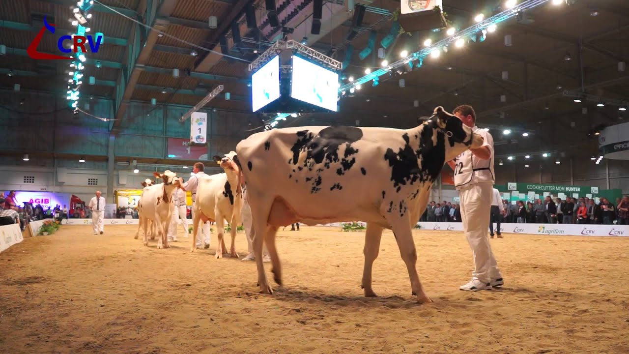 Sfeerimpressie - CRV Koe-Expo 2015