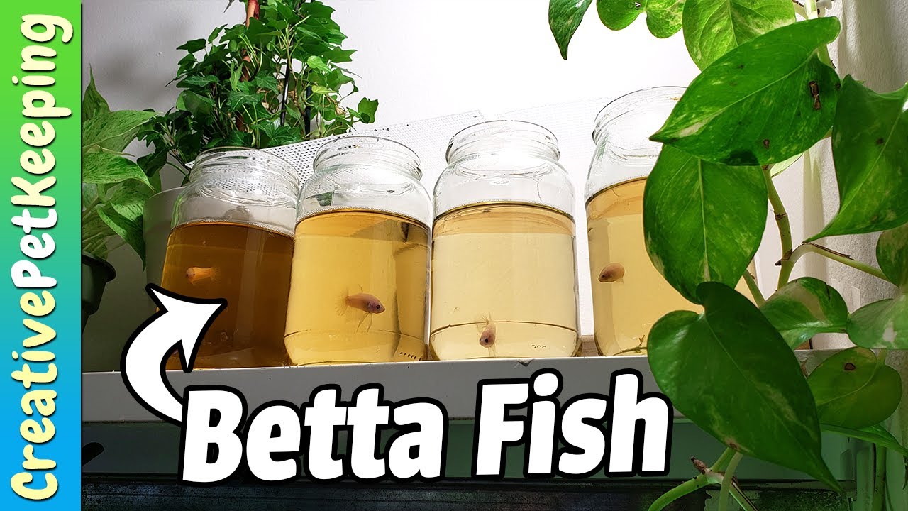 Jarring the FIRST Bettas 😮