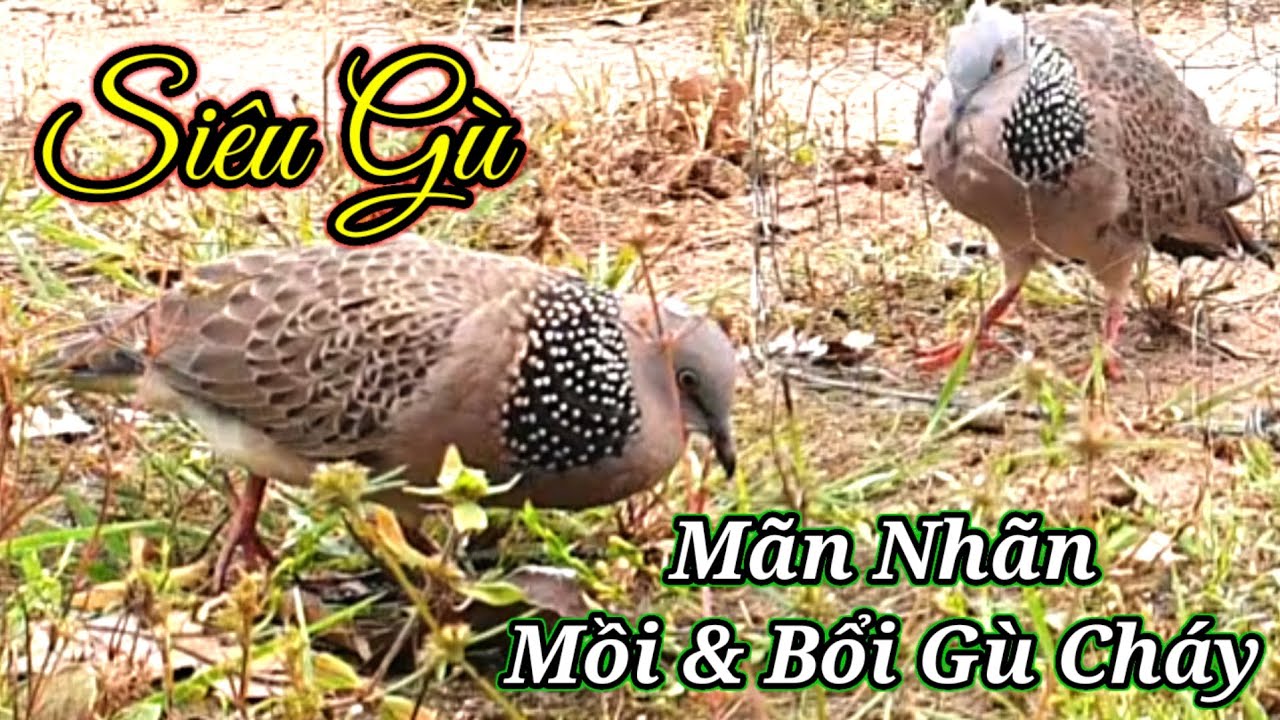 Bẫy Cu Gáy Mồi Đất.Bổi Đồng Siêu Gù.Clip395.Ngoài Gù Phóng Có Kèm.Hậu Kon Tum