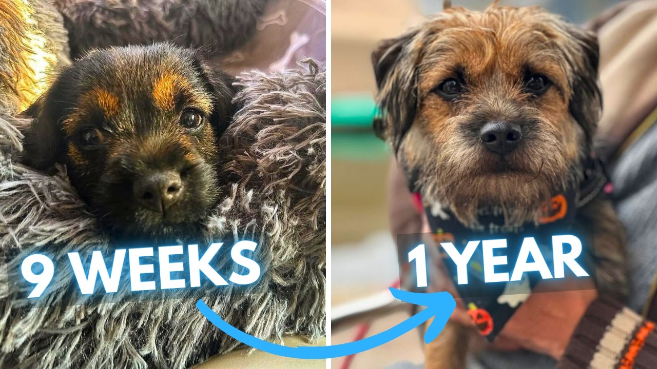 Border Terrier Puppy to Dog Transformation (9 Weeks to 1 Year)