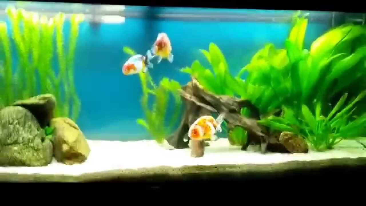 My Goldfish Tank 2 of 3