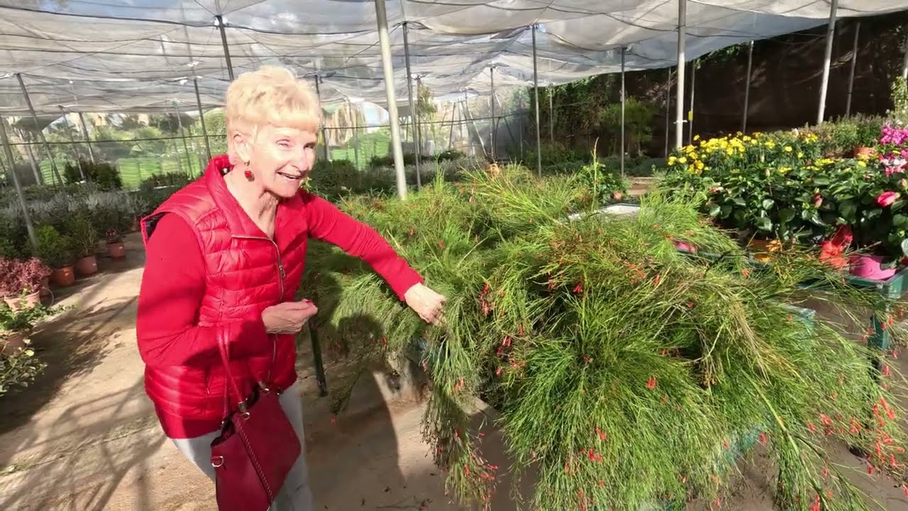 Christmas shopping at the Vivero Sa Porassa Garden Centre - Mallorca - 29th November 2023