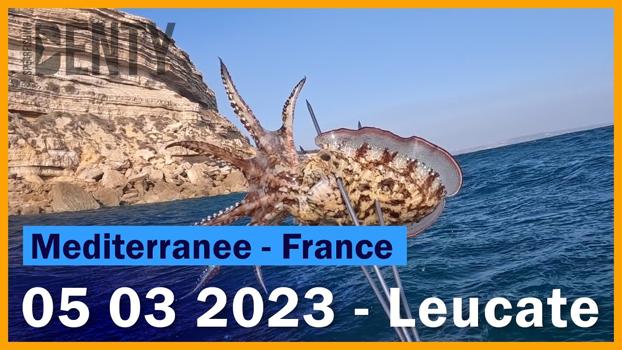 Chasse sous-marine aux seiches printemps 2023 &agrave; Leucate