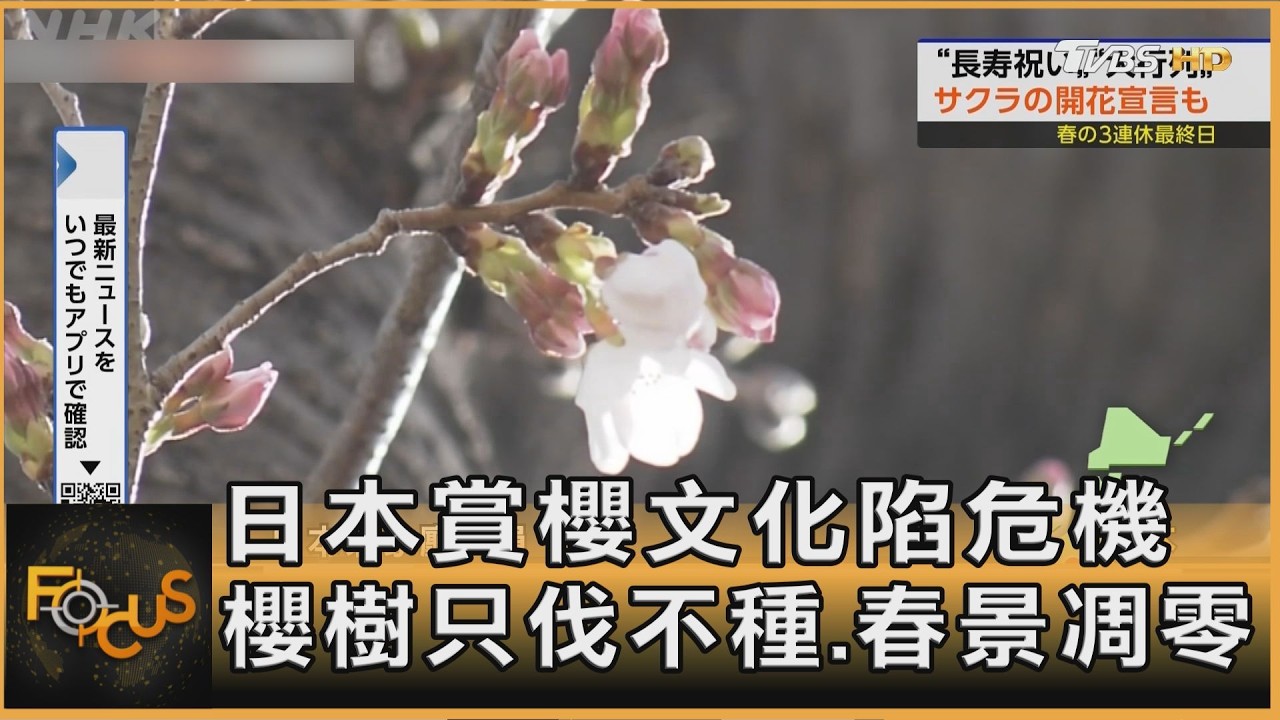 日本賞櫻文化陷危機 櫻樹只伐不種.春景凋零｜方念華｜FOCUS全球新聞20260327 @TVBSNEWS01