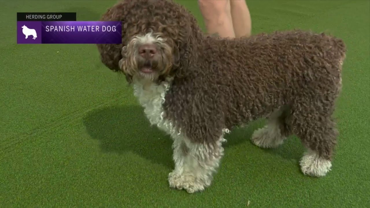 Spanish Water Dogs | Breed Judging 2023