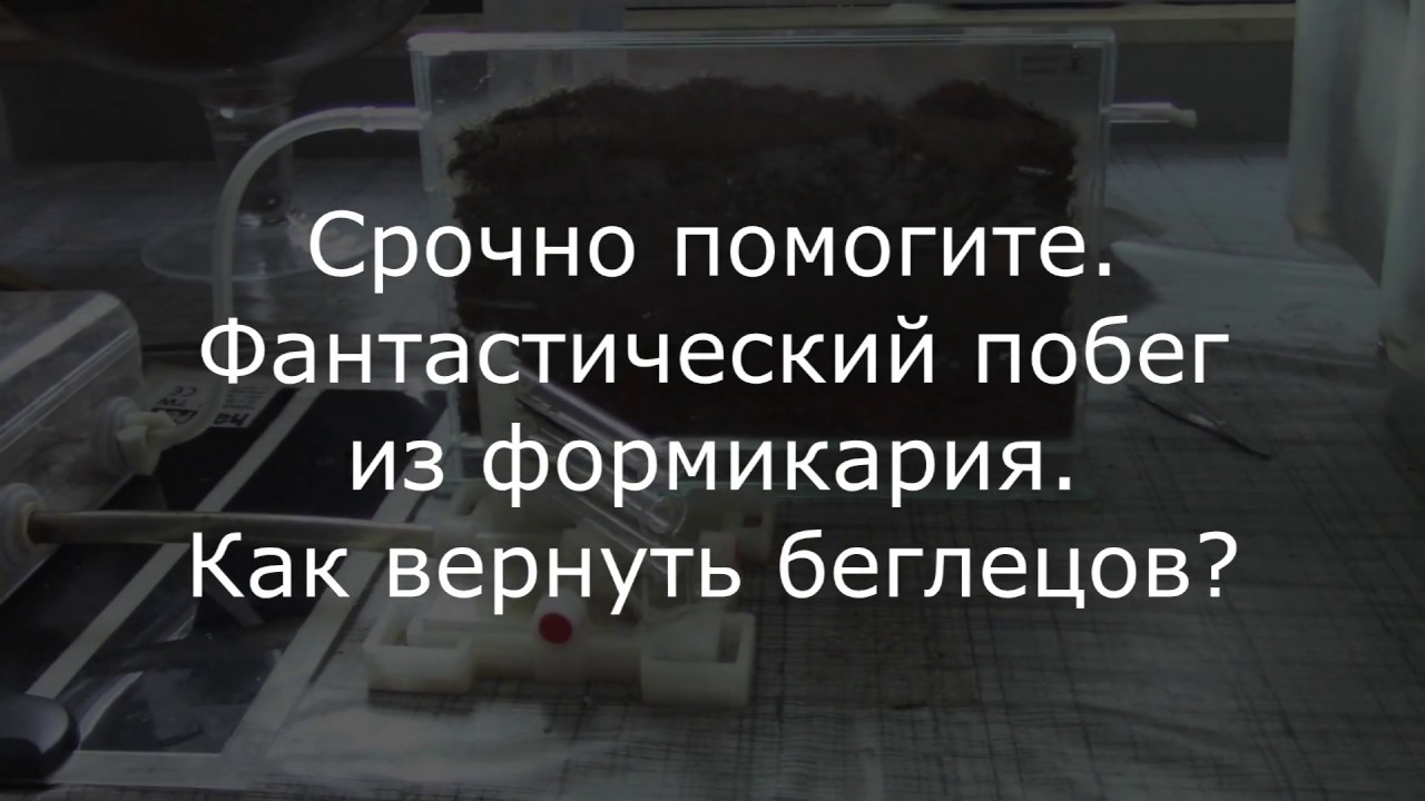 ПОТОГИТЕ!! Побег  из формикария целой колонии./ Camponotus turkestanikus./ Кампонотус