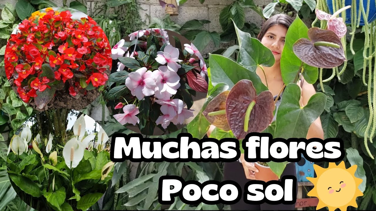 5 Plantas de semisombra que florecen todo el tiempo