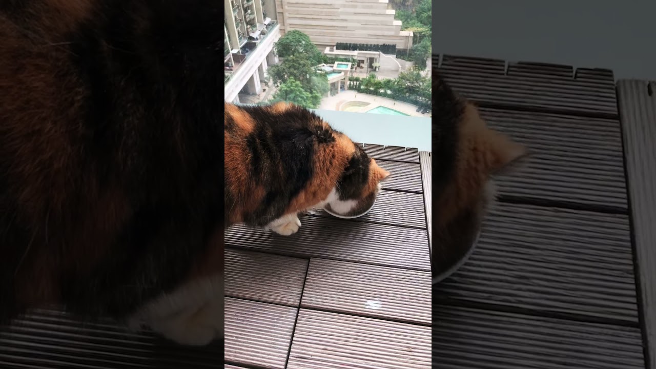 Trying phone transitions on Mui Mui😺🙀😻