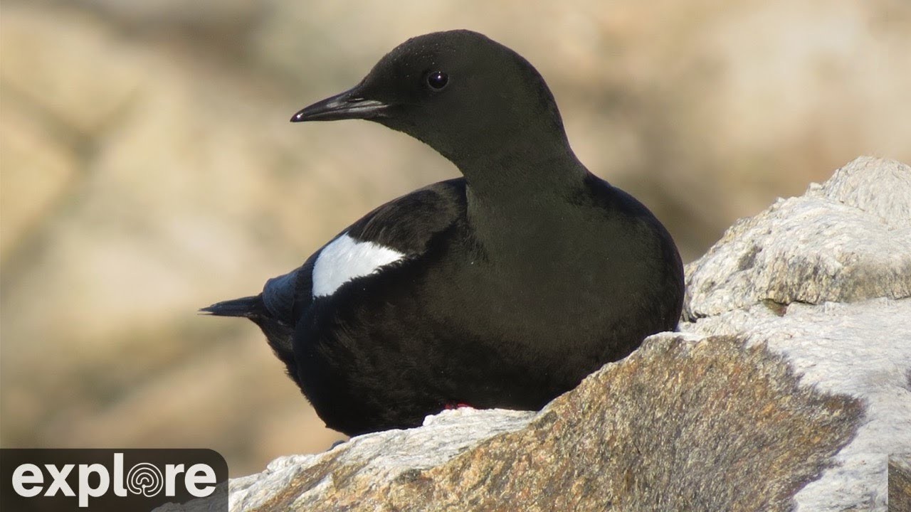 LIVE Black Guillemot Nest Cam: Seal Island, Maine - Audubon Seabird Institute | explore.org