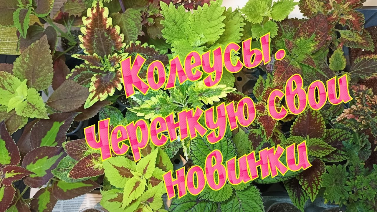 Колеусы.  Черенкую свои новинки вегетативных колеусов.