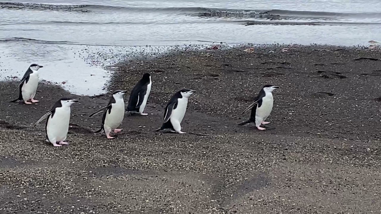 Penguins on Whaler's Bay, South Shetland Islands