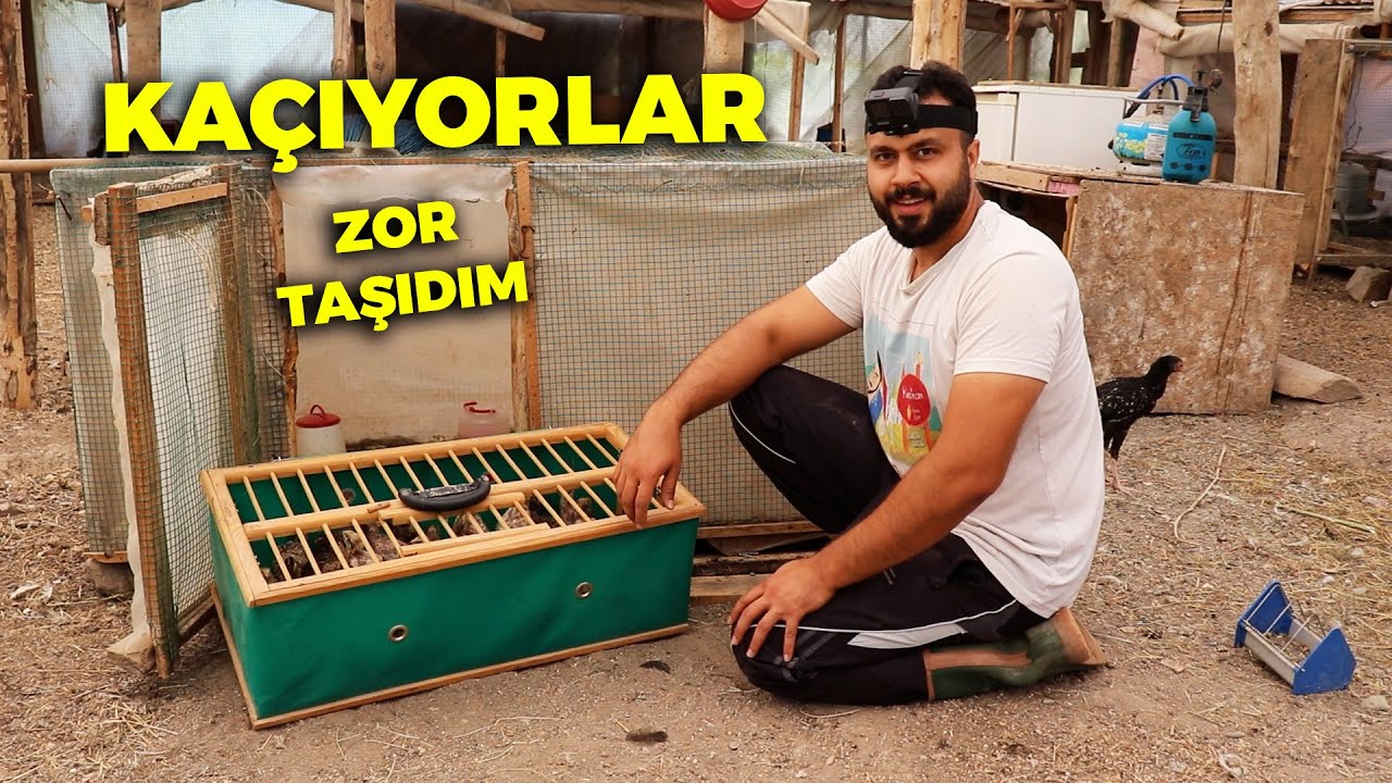 Bıldırcınları Taşıdım ! Fareyi havada yakaladı - Tavuk Besleme - Sabah Kumesi Açma