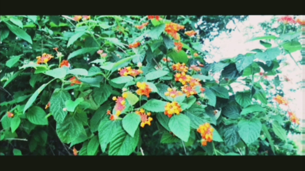 kari satara nature