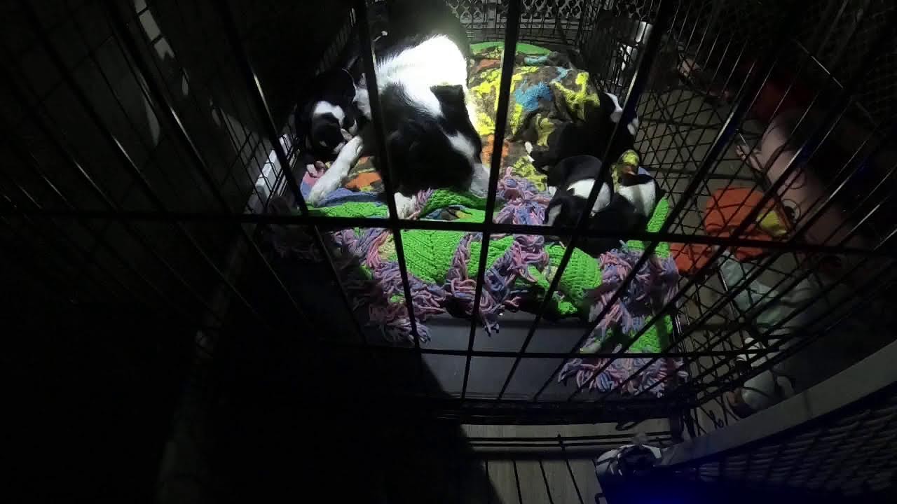 Mia and Her Newborn Puppies