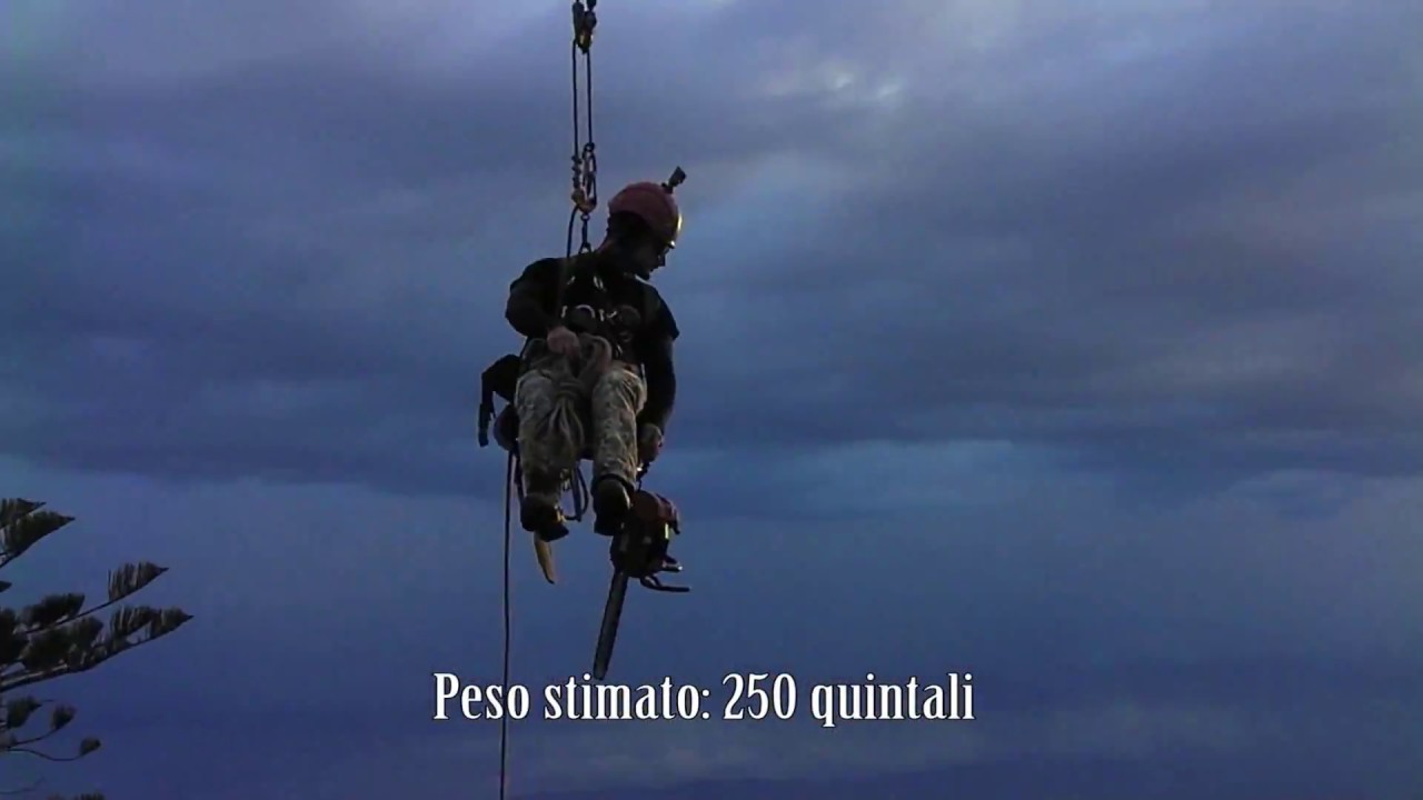 Abbattimento in tree climbing controllato con gru