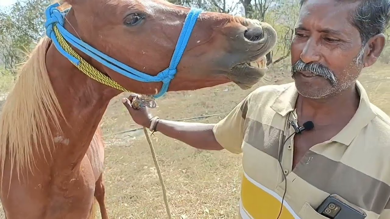 அரிய வகை கோவேரு கழுதை | 25 நாட்டு குதிரை | குதிரை வியாபாரி bala subramani