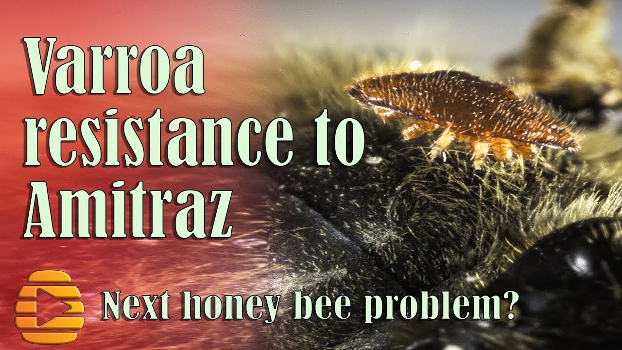 Varroa mite resistance to miticide Amitraz   Dr  Frank Rinkevich