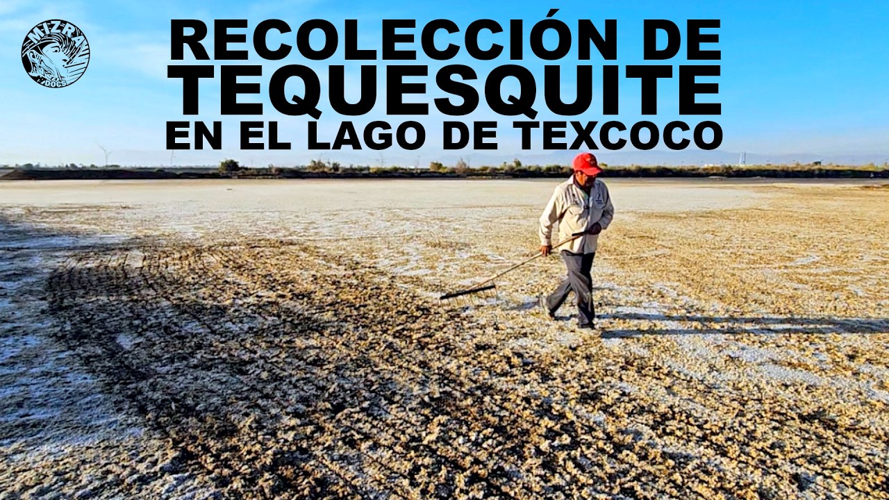 Recolección de tequesquite en el Lago de Texcoco