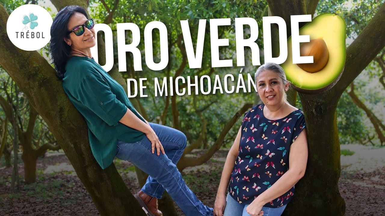 La producción del oro verde: así se cultiva el aguacate en Michoacán. 🥑