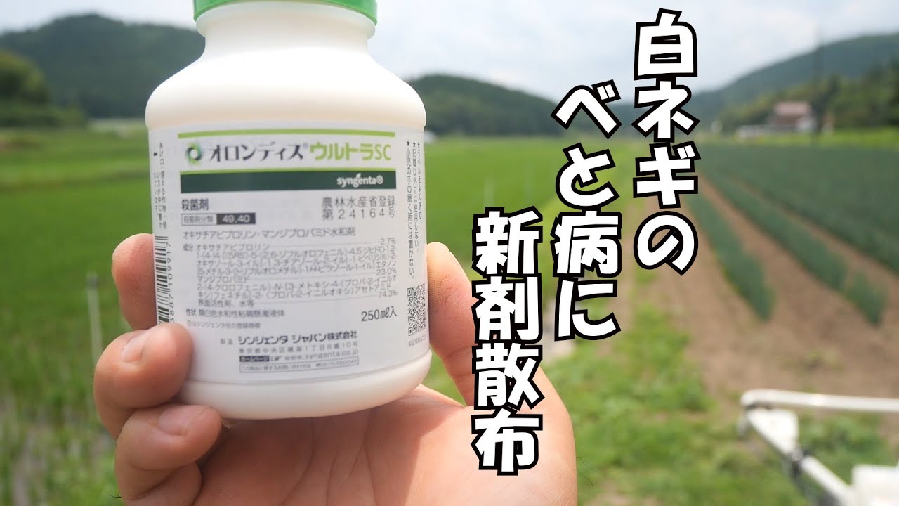 白ネギしつこいべと病に新剤を投入21/6/30#1261