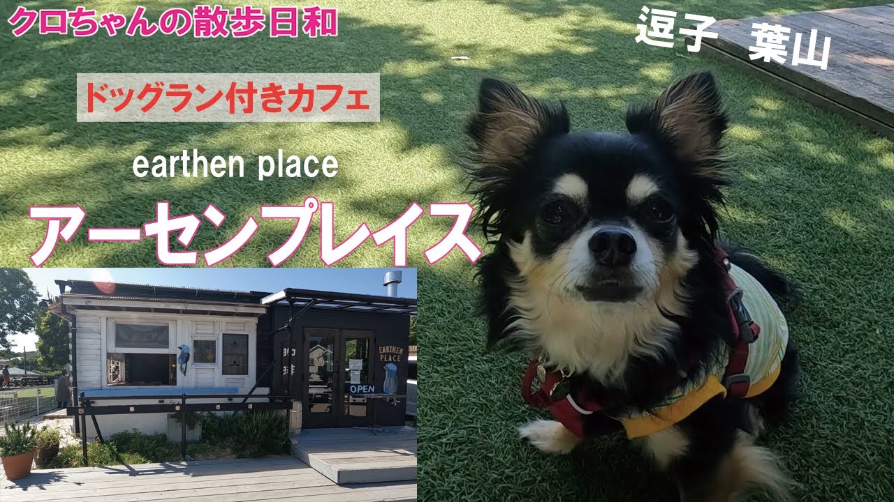 【ドッグラン付きカフェ】自家焙煎コーヒー アーセンプレイス(湘南国際村)で走らず、友達作りも拒否！