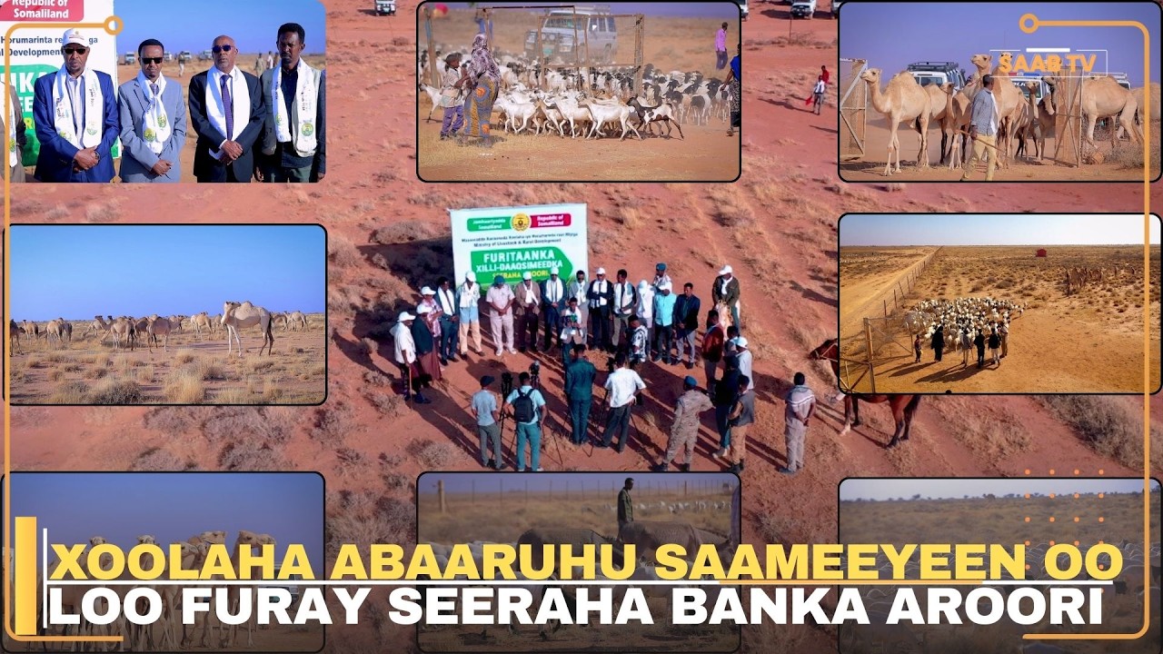 Xoolaha abaaruhu hayaan oo loo furay Seeraha Banka Aroori
