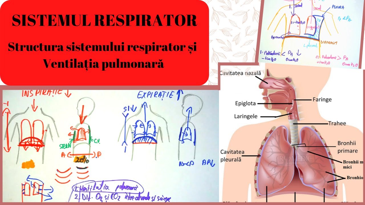 ADMITERE MEDICINA: SISTEMUL RESPIRATOR 1: Structura sistemului respirator si Ventilatia pulmonara