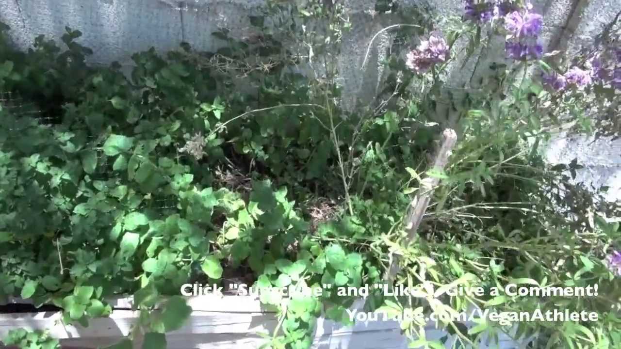 Incredible Backyard Garden - Arizona