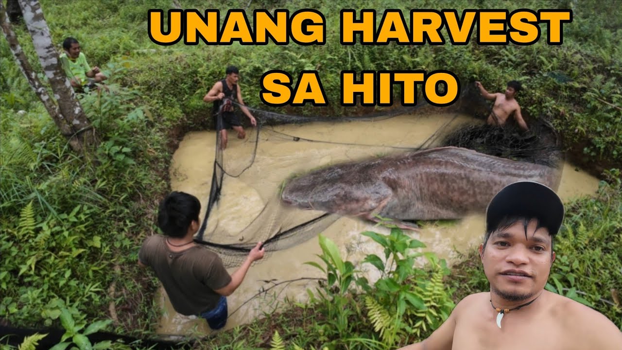 UNANG HARVEST SA HITO || GRABI ANG LALAKI || February 14, 2026
