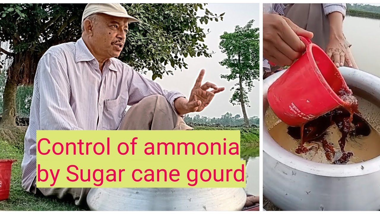 Control of Ammonia by using Cane Sugar gourd! Bioflock in pond! Lateef's fish culture!