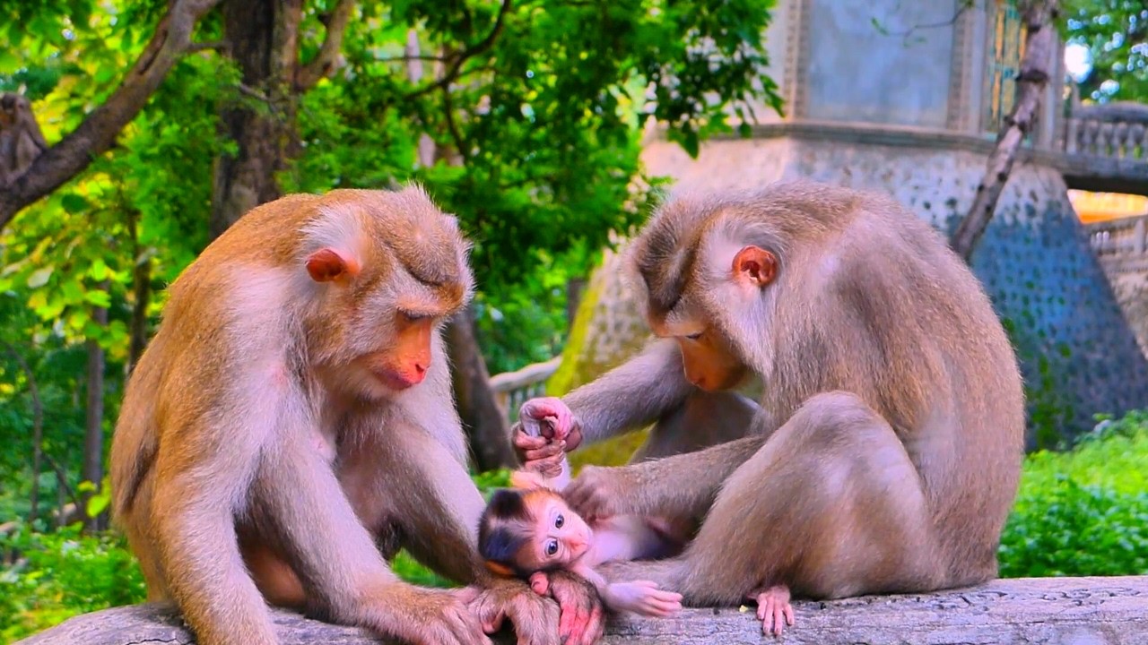 Loving Monkey Mom Caring for Her Newborn Baby 🐒💖