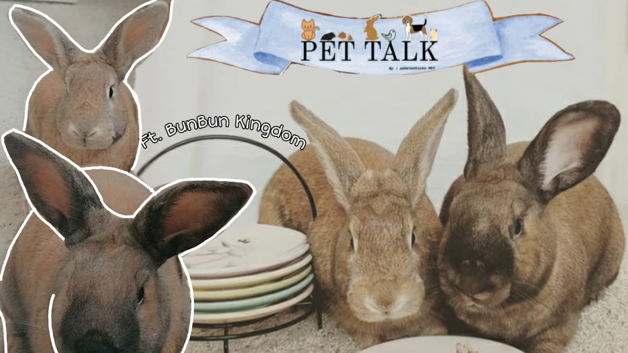Why Rabbits? Harness? Tips And more...// Pet Talk Ep.1 // Ft. BunBun Kingdom
