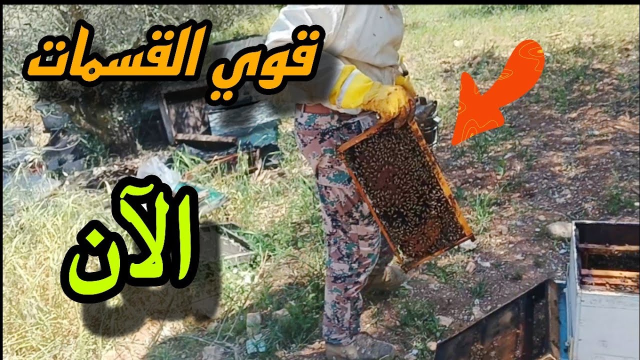 تقوية خلايا النحل للانتقال إلى موسم العسل: سر نجاح قسمات النحل القوية!