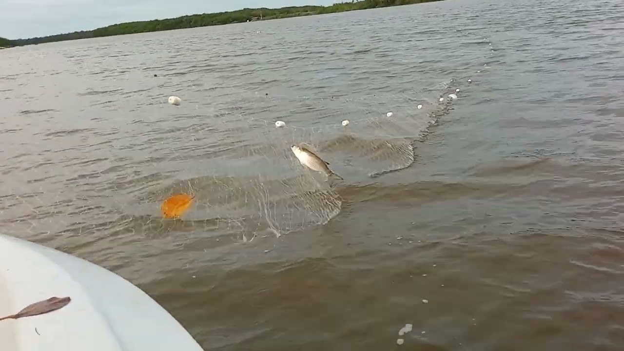 puxando a rede no rio Acaraú #tamatarana #tainha #pescador #acarau #rioacarau