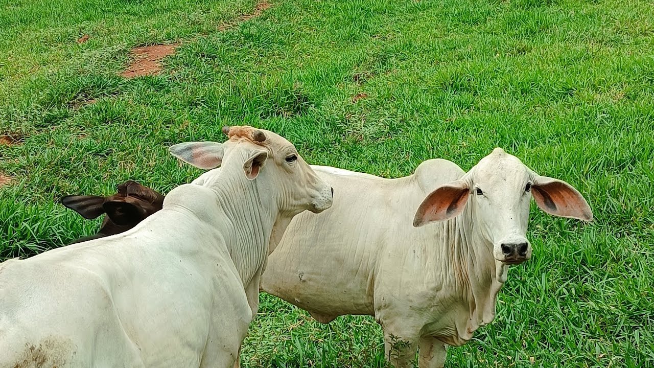 @pecuarialucrativa/Semi- confinamento.engorda a pasto #semi-confinamento#agro#pecuária #fazenda#gado