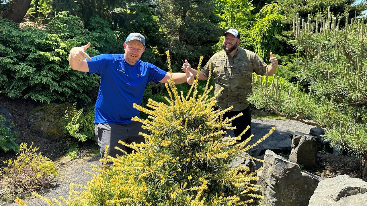 Shocking Conifer Garden Tour! Check out the Japanese Maples & Conifers at the Oregon Garden Resort!