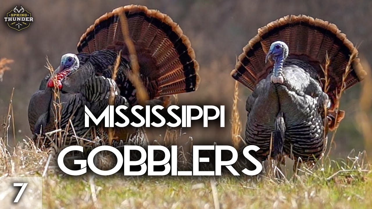 EARLY season Mississippi GOBBLERS | Midday Double | Spring Thunder